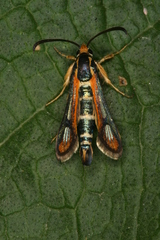 Chamaesphecia zimmermannii