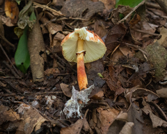 Rugosospora pseudorubiginosa