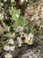 Ceanothus crassifolius