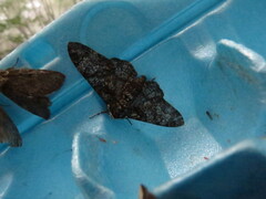 Biston betularia