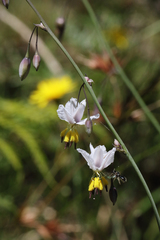 Arthropodium milleflorum