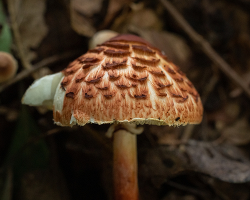 Rugosospora