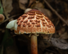 Rugosospora pseudorubiginosa