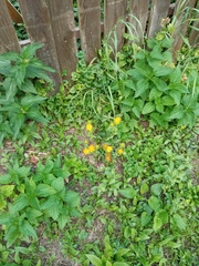 Pentanema britannica