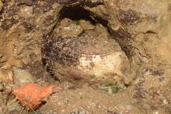Barbatia