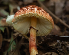 Rugosospora pseudorubiginosa