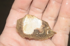 Barbatia