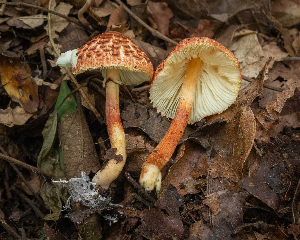 Rugosospora pseudorubiginosa · January 2023 · photo: © deniszabin (iNaturalist, cc-by)