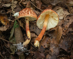 Rugosospora pseudorubiginosa