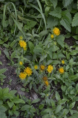 Pentanema britannica