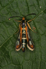 Chamaesphecia zimmermannii