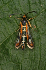 Chamaesphecia zimmermannii