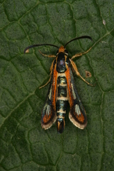 Chamaesphecia zimmermannii