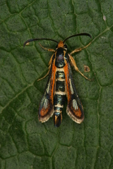 Chamaesphecia zimmermannii