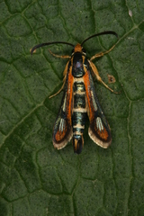 Chamaesphecia zimmermannii