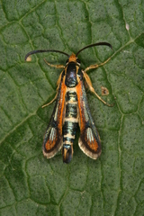 Chamaesphecia zimmermannii