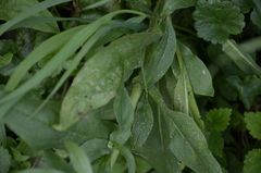 Pentanema britannica