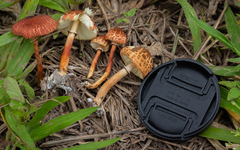Rugosospora pseudorubiginosa
