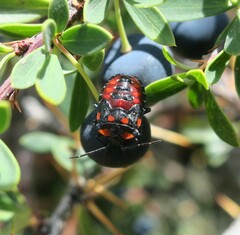 Phorbanta variabilis