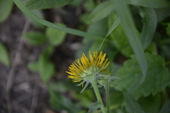 Pentanema britannica