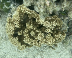 Montipora