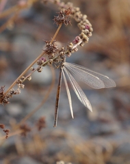 Creoleon lugdunensis