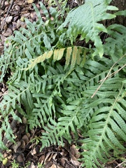 Polypodium californicum
