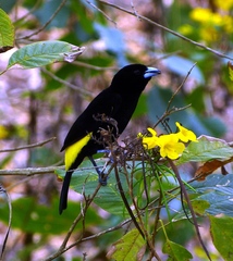 Ramphocelus flammigerus icteronotus