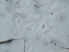 Lepus americanus