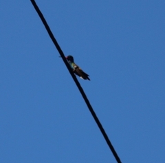 Cynanthus doubledayi