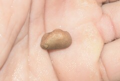 Arcopsis adamsi