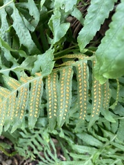 Polypodium californicum