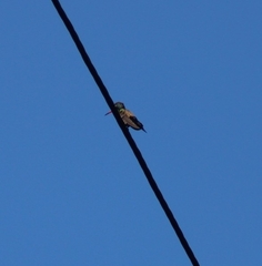 Cynanthus doubledayi