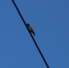 Cynanthus doubledayi