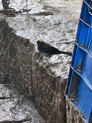 Trichothraupis melanops