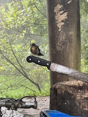 Trichothraupis melanops