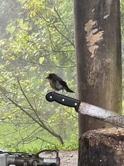 Trichothraupis melanops