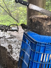 Trichothraupis melanops