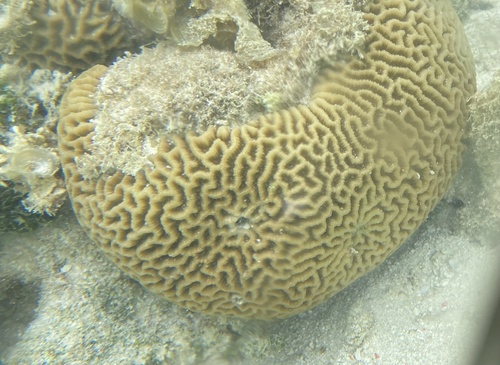 Platygyra daedalea observed 2023-01-06