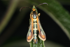 Chamaesphecia zimmermannii