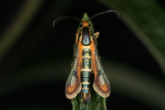 Chamaesphecia zimmermannii