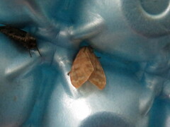 Halysidota tessellaris