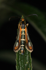 Chamaesphecia zimmermannii