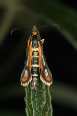 Chamaesphecia zimmermannii