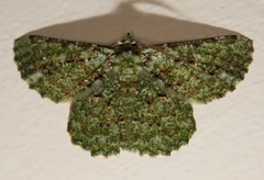 Aeolochroma viridicata