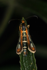 Chamaesphecia zimmermannii