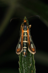 Chamaesphecia zimmermannii