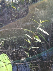 Salix caroliniana