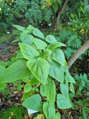 Teucrium abutiloides
