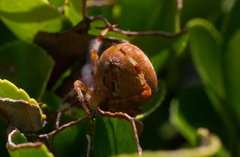 Araneus alsine